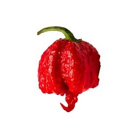 Carolina Reaper Peppers - 10 Peppers