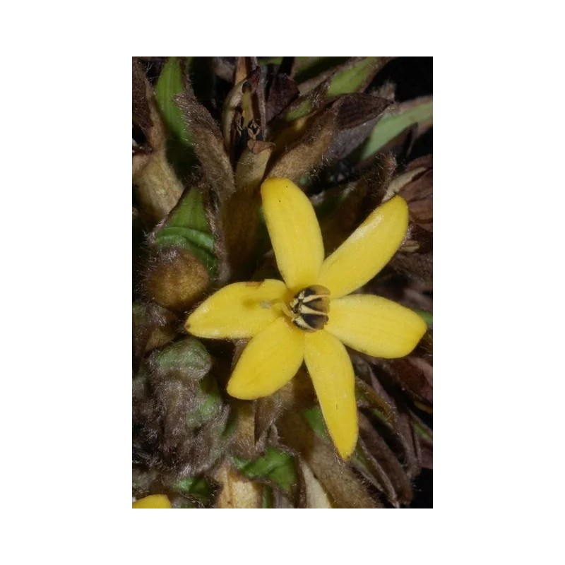 Buy Rare Seeds Curculigo capitulata | Palm Grass | Whale