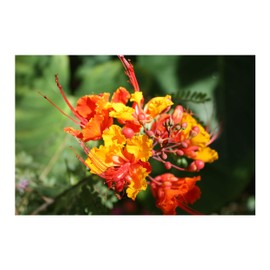 Pride of Barbados 10 Tropical Seeds Red Peacock Flower Tropical Plant Zones 8+ drought tolerant loves heat Caesalpinia pulcherrima