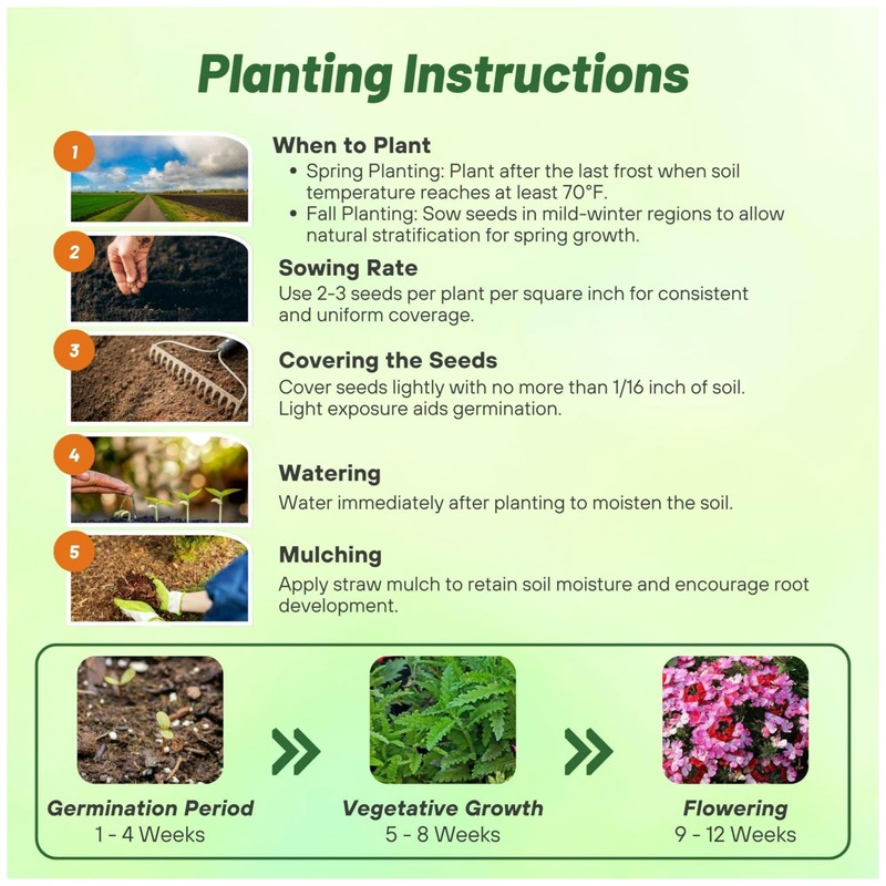 Outsidepride Mammoth Mix Verbena Seeds for Planting - 2000 Pcs.