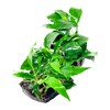 Mainam Anubias Nana & Minima on Driftwood Medium Size Freshwater