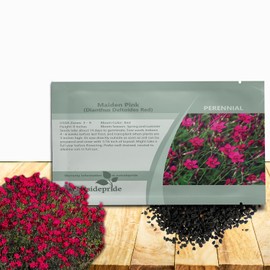 Outsidepride Deltoides Maiden Pink Dianthus Seeds for Planting - 10000 Pcs Easy to Grow Hardy Perennial Flower Seeds with Colorful & Fragrant Blooms for Mixed Planting, Containers & Pollinator Gardens