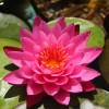4 Pack Live Hardy Water Lilies Pre-Grown Tuber Rhizome Blue,