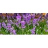 Findlavender Lavender Live Plant Royal Velvet Herb 3.5" Size Pot