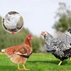 Aihmilcl Chicken Saddle for Hens for Protection Hen Saddle for