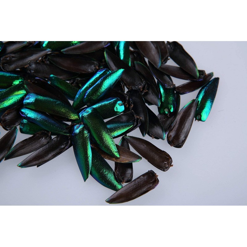 200 Jewel Beetle Elytra | Sternocera aequisignata | Iridescent Wing