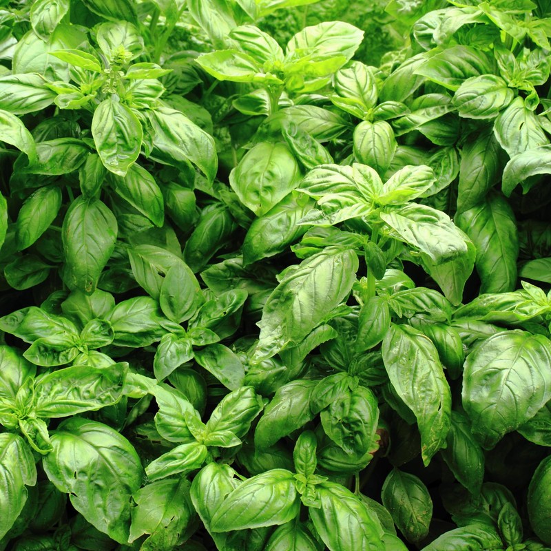 Earthborn Elements Basil Leaves 1 Gallon Bucket, Kitchen Staple, Aromatic
