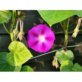 SUNSHORE Soft Mesh Heavy Duty Plant Support Trellis Netting 5 x 350 ft - Garden Netting for Climbing Plants, Vegetables and Fruits, Hydroponic