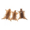 Cowhides USA Impala Skin - Real African Impala Antelope Hide