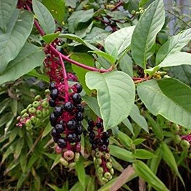 Pokeberry Seeds (Phytolacca Americana) 100+ Medicinal Herb Seeds