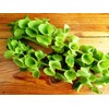 22Day Seeds: Seeds Bells of Ireland/Moluccella/Shellflower/Annual Flowers