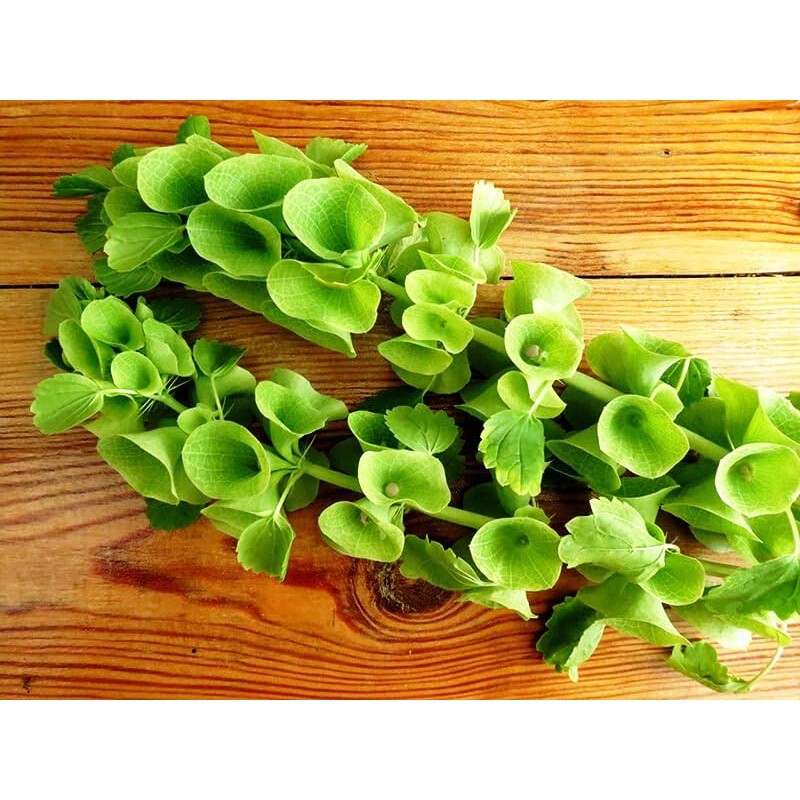 22Day Seeds: Seeds Bells of Ireland/Moluccella/Shellflower/Annual Flowers