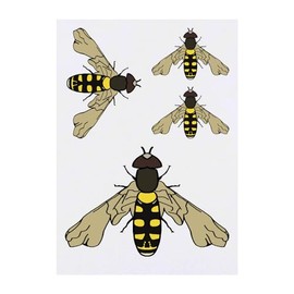 Azeeda 4 x 'Mutige Schwebfliege' Temporäre Tattoos - Wasserfest, Hautfreundlich & Ungiftig · Transfers in Verschiedenen Größen (TO00072938)