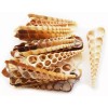 24 Center Cut Turretella Terebra Shells (2-3") Coastal Arts and