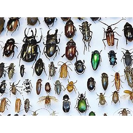 BicBugs Mixed lot Assorted Beetles Bugs Insects Choose Quantity (1)