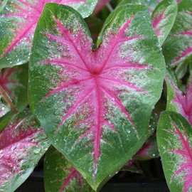 3 Rosebud Caladium Bulbs - Fancy Leaf Caladium - 3 Caladium Roots