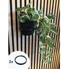 Acoustic Panel Plant Ring V2 Large Black Drill Free Mounting