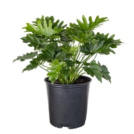 United Nursery Philodendron Selloum – Tree Philodendron in 10” Grower Pot – 26–32 Inches Tall – Lush Tropical Foliage Plant – Easy-Care, Air-Purifying Indoor or Patio Houseplant