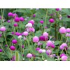Globe Amaranth Gomphrena Globosa Mix Pompon Ball Bachelor Button 35+