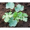 Georgia Rattlesnake Watermelon Seeds - Large Heirloom Watermelon