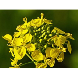 NIKA SEEDS - Vegetable Black Mustard - 500 Seeds