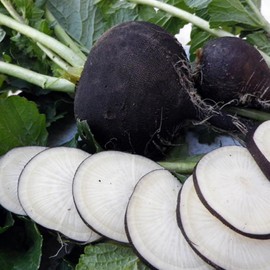 100+ Black Spanish Radish Seeds Heirloom Non-GMO Seeds for Planting Raphanus sativus - Cool Weather Crop