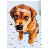 Band Aid Dog Dog Get Well Card
