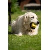 Petface Fondant Fancy Latex Dog Toy (Pack of 1)