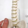 3B Scientific Human Anatomy - Mini Spine Model on Tripod