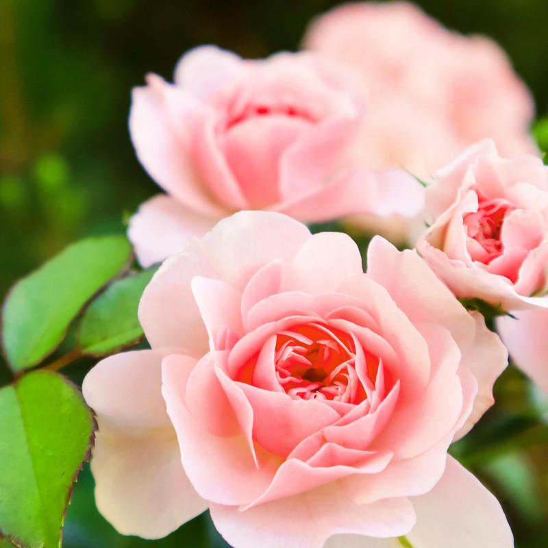 Herbal Essences Rose Hips Shampoo - Smooth, Shiny Hair with