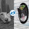 Goaste 2 Pack Dog Fence Window, 12.4 Inch Clear Pet