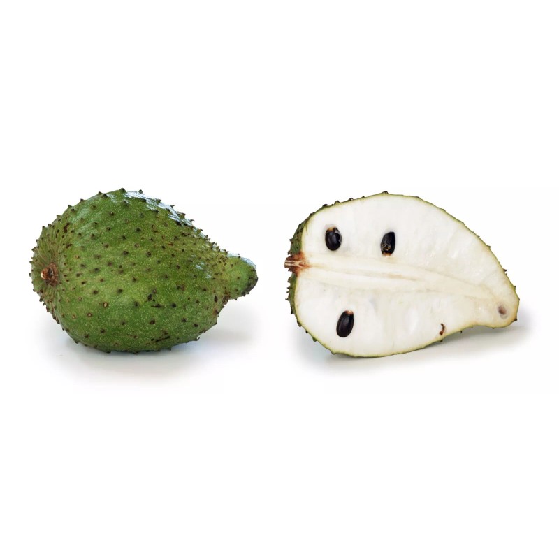 Tree SOURSOP TREE Guanábana 4'' Tropical Fruit Tree In Pot