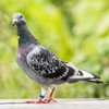 Mipcase Pigeon Leg Bands Ring,100 Pcs Bird Pigeons Leg Rings