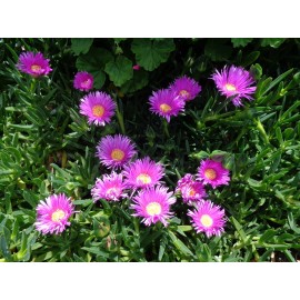 Happy Garden 20 Fresh Cuttings Ice Plant,Purple Pink Color, Ground Cover succulents 4-7" EACH