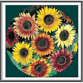 CZ GRAIN 50+ Sunflower Seeds Mix - Crazy Mix - 15+ Varieties, Easy and Fun to Grow
