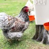 Large Automatic Chicken Waterer Cups DIY Poultry Chicken Waterer Kit