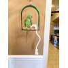 Polly's Hardwood Arch Swing for Birds, Large