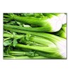 750 Tall Utah Celery Seeds | Non-GMO | Fresh Garden Seeds