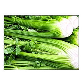 750 Tall Utah Celery Seeds | Non-GMO | Fresh Garden Seeds