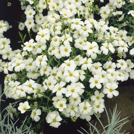 Outsidepride Arenaria Montana Flower Seed - 1000 Seeds
