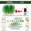 reliqua odore Tosa Hinoki Aroma Dish, Aroma, Sleeping Cypress, Aroma,