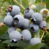 Wilderness Poets, Organic Oregon Blueberries (Sweetened with Organic Apples) -