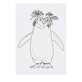'Rockhopper Penguin' Temporary Tattoo - Water Resistant, Skin-Safe, Non-Toxic Transfer (TO00085101)