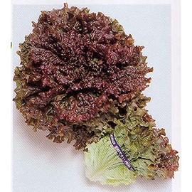 Lettuce Seeds, Leaf - New Red Fire - 1 Oz ~25000 Seeds - Non-GMO, Heirloom - Vegetable Garden & Microgreens