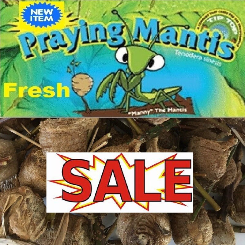 Fresh Picked Praying Mantis Egg Cases + FREE HATCHING BAG