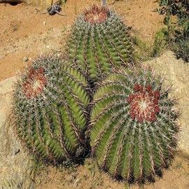 San Diego Barrel Cactus (Ferocactus viridescens) - Live Plant - Greenish-Yellow Flowers - Salt and Marine Tolerant