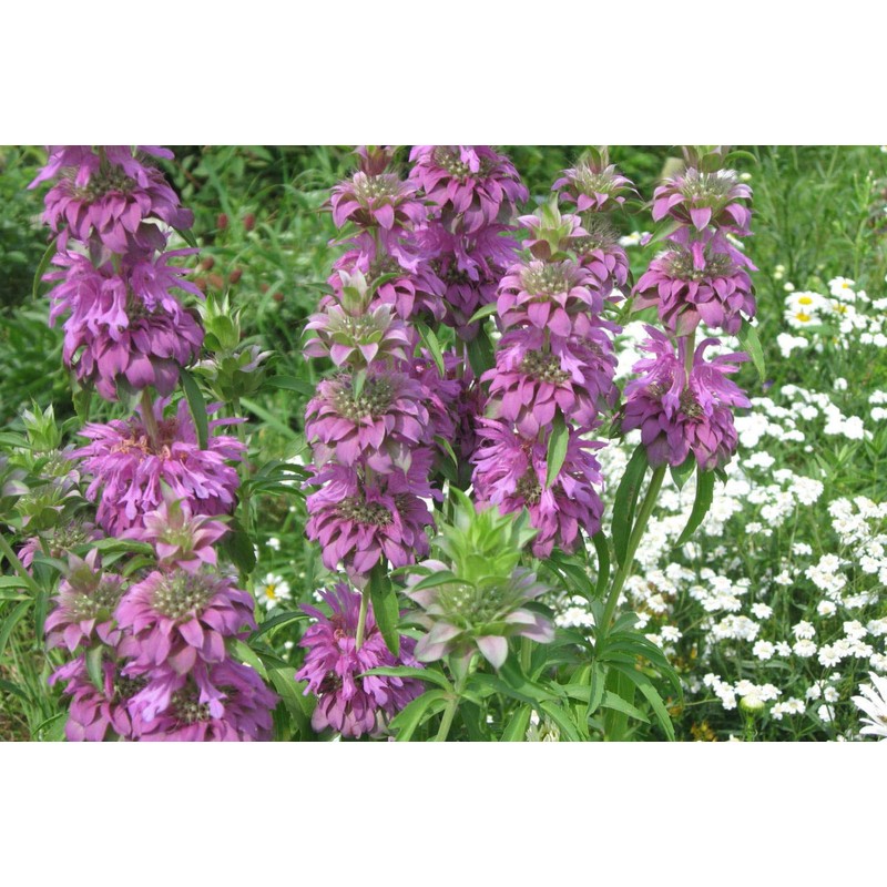 CEMEHA SEEDS Herb Lemon Bee Balm (Monarda citriodora) Medicinal Perennial