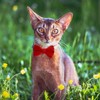 Sliverdew 2 Pcs Velvet Cat Collar with Bell and Bowtie,