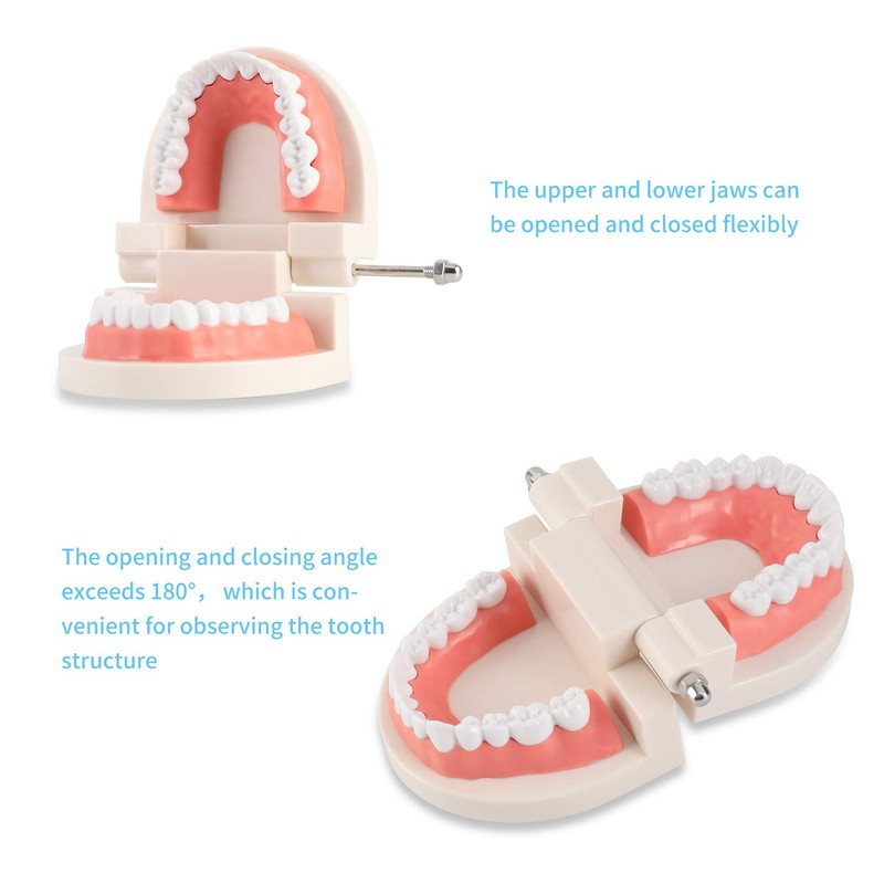 Dental Adult Standard Teeth Model, Typodont Demonstration Denture Model|Mouth Teeth
