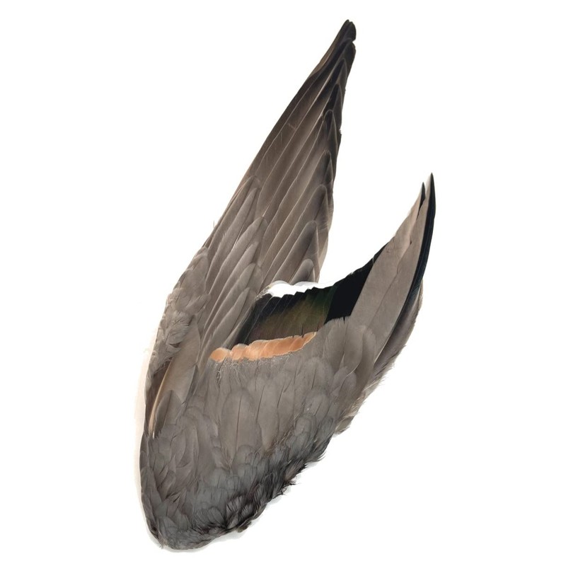 Complete Duck Wings per Pair (#1 Grade Pintail Wings)